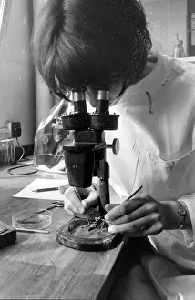 Scientist examining a locust through a microscope at the Anti-Locust Research Centre