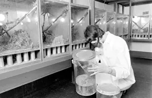 Scientist in a mask, examining a locust in a perspex container at the Anti-Locust