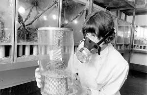 Scientist in a mask, examining a locust in a perspex container at the Anti-Locust