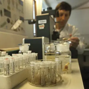 Scientist at work at The Natural History Museum, London