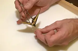 Entomologist Prints: Scientist working with butterfly specimen