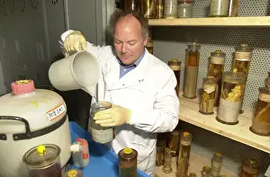 Scientist working in Darwin Centre