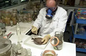 Tissue Prints: Scientist working with fish specimen