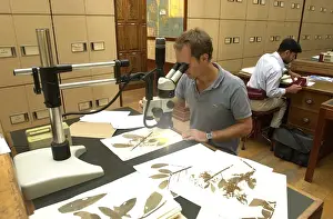 Scientist working in herbarium