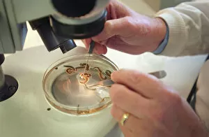 Scientist Gallery: Scientist working with a ragworm specimen