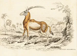Thierreiches Collection: Scimitar oryx, Oryx dammah