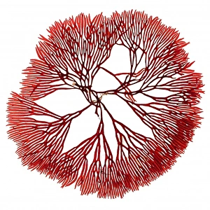 Algal Gallery: Scinaia forcellata, seaweed