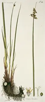 Sedge Prints: Scirpus lacustris, true bulrush