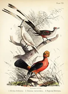 Ornithologist Prints: Scissor-tailed flycatcher, white bellbird and Andean cock-of-the