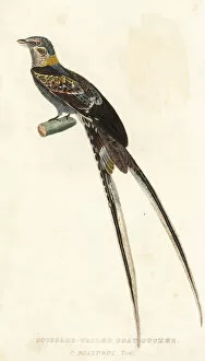 Tailed Collection: Scissor-tailed nightjar, Hydropsalis torquata