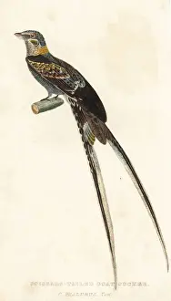 Tailed Prints: Scissor-tailed nightjar, Hydropsalis torquata