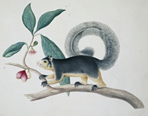 Agile Gallery: Sciurus macrourus, long-tailed squirrel