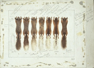 Sciurus vulgaris, red squirrel Sciurus vulgaris, red squirrel