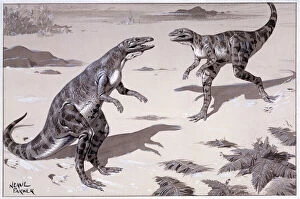 Archosaur Collection: Scleromochlus