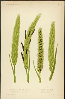 Fungus Prints: Sclerotium Clavus
