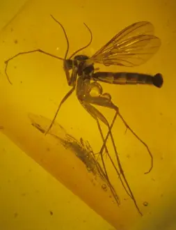 Resin Prints: Scobia spinosa, fungus gnat in amber