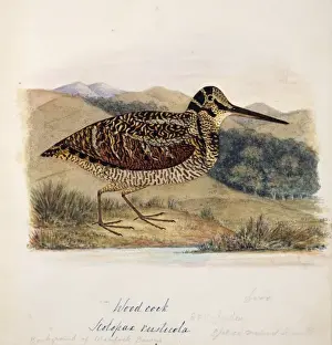 Scolopax rusticola, Eurasian woodcock
