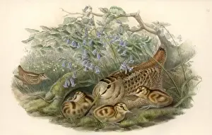 Chick Prints: Scolopax rusticola, Eurasian woodcock