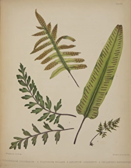 Scolopendrium officinarum, Polypodium valgare, Asplenium can Scolopendrium officinarum, Polypodium valgare, Asplenium can