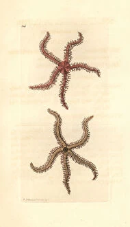 Scolopendroid starfish, Asterias scolopendroides