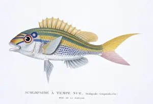 Bream Prints: Scolopsis monogramma, rainbow monocle-bream