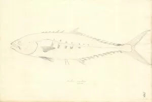 Chub Gallery: Scomber japonicus, chub mackerel