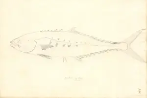 Scomber japonicus, chub mackerel