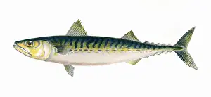 Markings Prints: Scomber scombrus, or Atlantic Mackerel