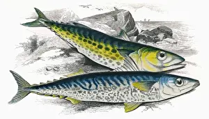 Stripe Prints: Scomberomorus maculatus, or Atlantic Spanish Mackerel