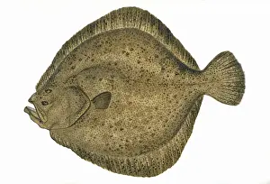 Maximus Prints: Scophthalmus maximus, or Turbot