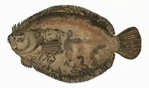 Kite Prints: Scophthalmus rhombus, or Brill