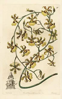 Edwards Gallery: Scorched oncidium orchid, Oncidium sphacelatum