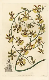 Epiphyte Prints: Scorched oncidium orchid, Oncidium sphacelatum