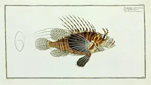 Osteichthyes Prints: Scorpaena antennata (Pterois antennata)