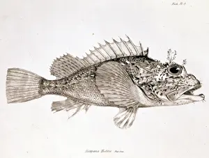 Scorpaena histrio, player scorpionfish