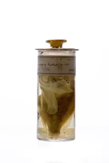 Darwin Centre Prints: Scorpaena histrio, player scorpionfish