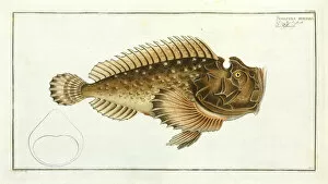 Bony Fish Collection: Scorpaena horrida (Synanceia horrida)