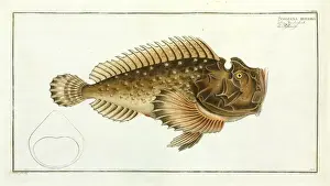 Osteichthyes Prints: Scorpaena horrida (Synanceia horrida)