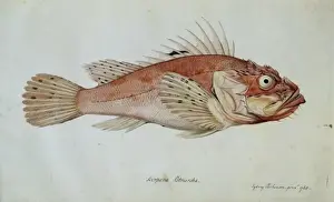 Scorpaena porcus, black scorpionfish
