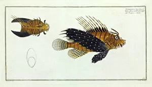 Bony Fish Collection: Scorpaena volitans (Pterois volitans)