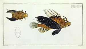 Osteichthyes Prints: Scorpaena volitans (Pterois volitans)