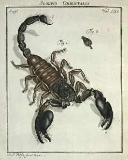 Scorpio orientalis, scorpion