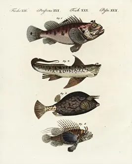 Scorpion Prints: Scorpion fish, rat fish, cowfish and firefish