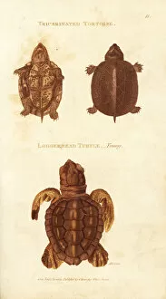 Amphibia Collection: Scorpion mud turtle and endangered loggerhead sea turtle