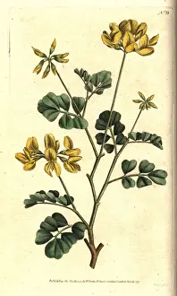 Scorpion Prints: Scorpion vetch, Coronilla valentina subsp. glauca