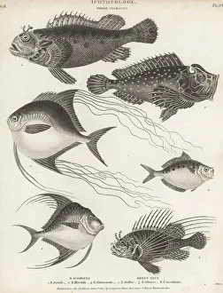 Hurst Prints: Scorpionfish, lionfish, pompano, etc