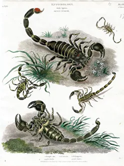 Scorpions