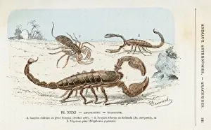 Scorpion Prints: Three Scorpions
