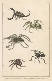Scorpion Prints: Scorpions & Spiders