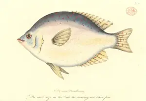 Scorpis sp. sweep